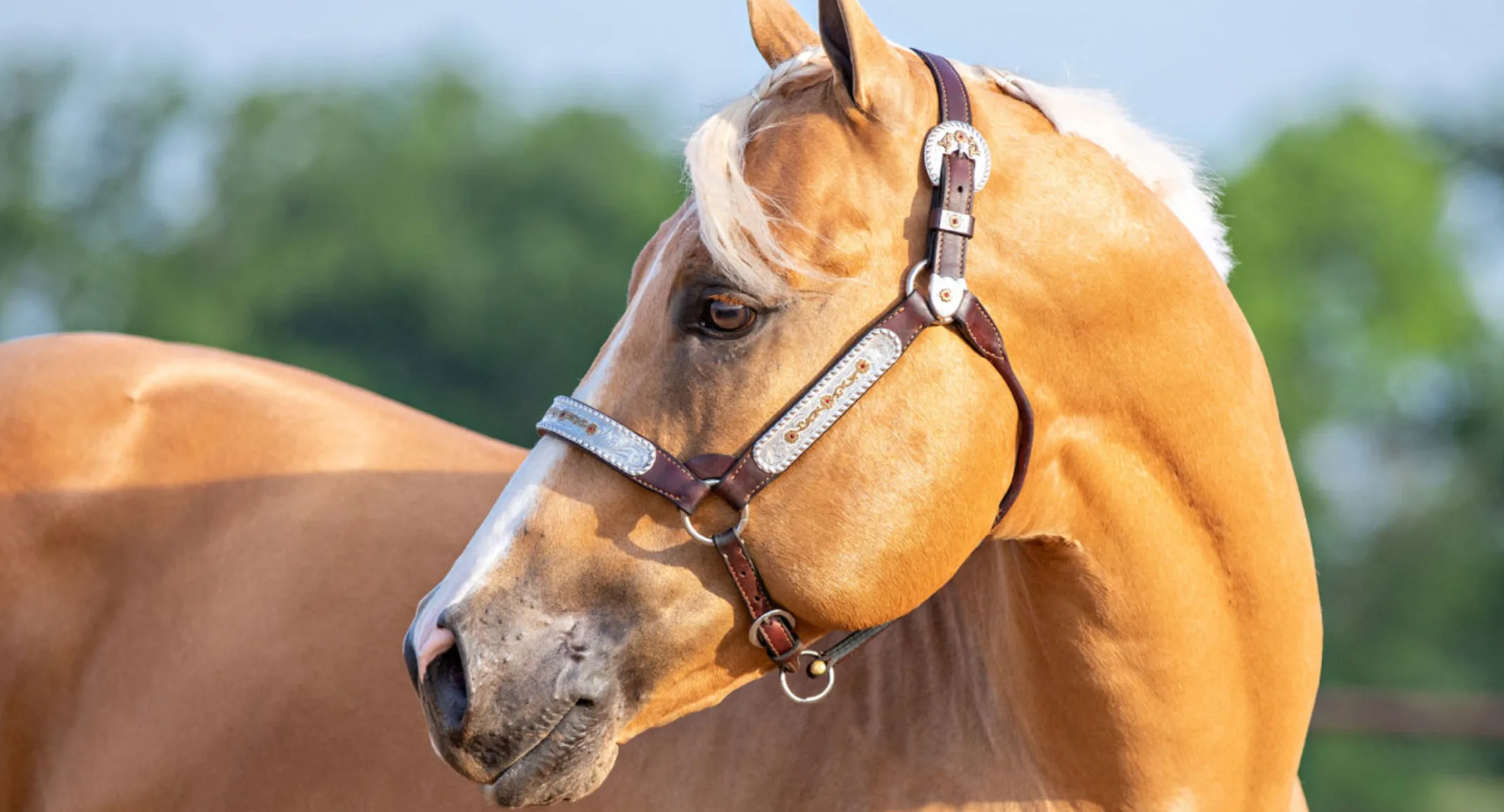 Close up head shot of a beautiful tan horse 